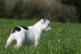BOULEDOGUE FRANCAIS 1066